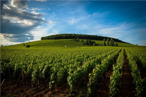 Bois du Corton